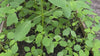 Young Jewelweed plants growing in a raised garden bed, used in Jewelweed Herbal Salve formerly known as Ancient Healer Salve for skin relief.